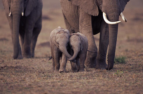 Two baby African elephants with trunks entwined