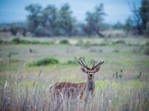 A Bactrian deer standing in a field.