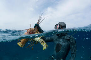 A fisherman catches lobster in the Bahamas