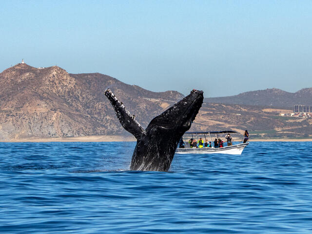 Whale breaching in the Baja Coast
