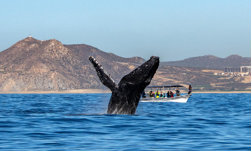 Whale breaching in the Baja Coast