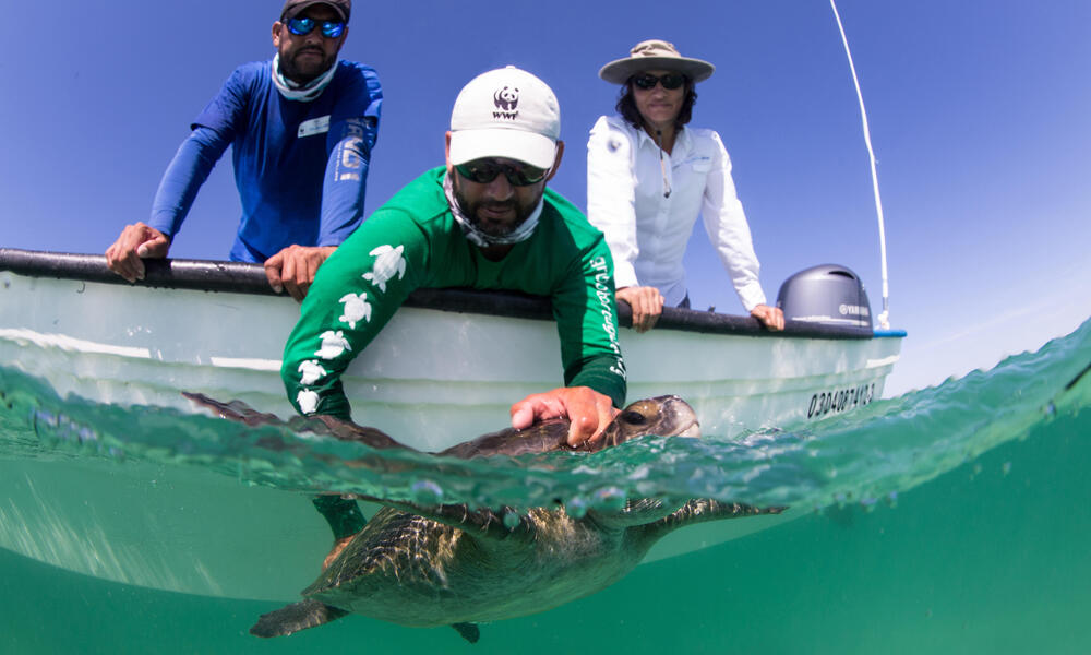 Baja Mexican Peninsula Trip - Sea Turtle Swimming