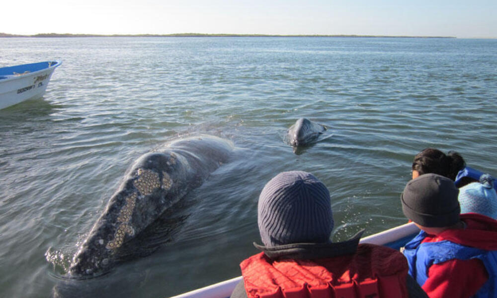 Baja Mexican Peninsula Trip - grey whales breaching