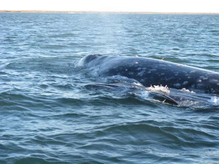 Baja Whale