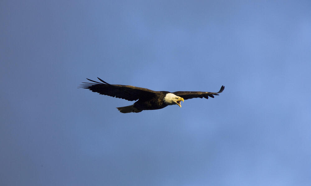 Bald Eagle soaring in the sky