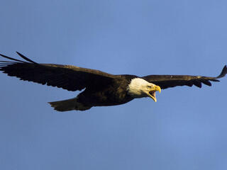 Bald Eagle soaring in the sky