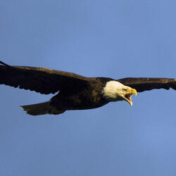 Bald Eagle soaring in the sky

