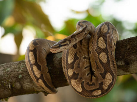 Ball python coiled up on a branch