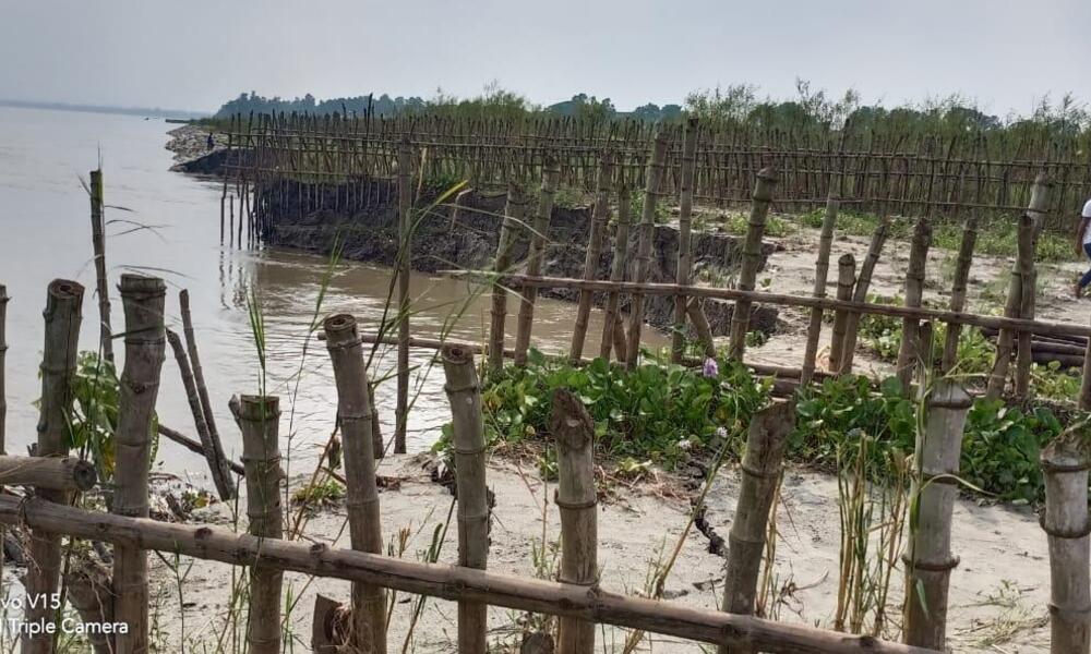 Bamboo bundling sits on a green riverbank in Bangladesh