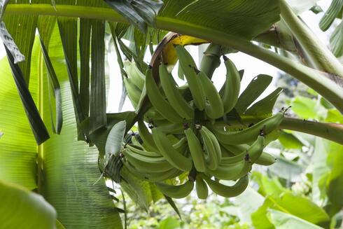 Banana plants