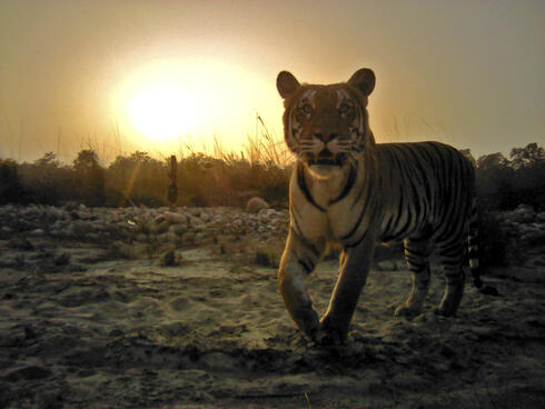 camera trap image of a tiger in Nepal