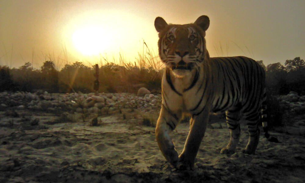 Banke Nepal camera trap