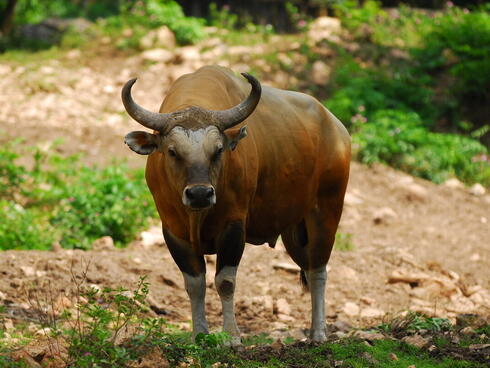 A brown banteng with large horns stands alone in the woods looking at the camera