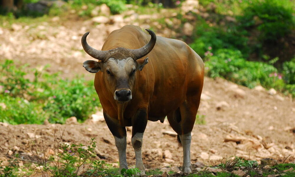 A brown banteng with large horns stands alone in the woods looking at the camera