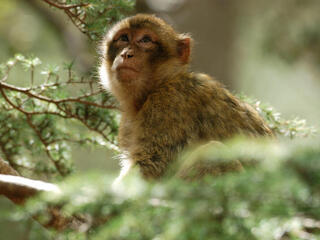 A barbary macaque sits in a tree looking up