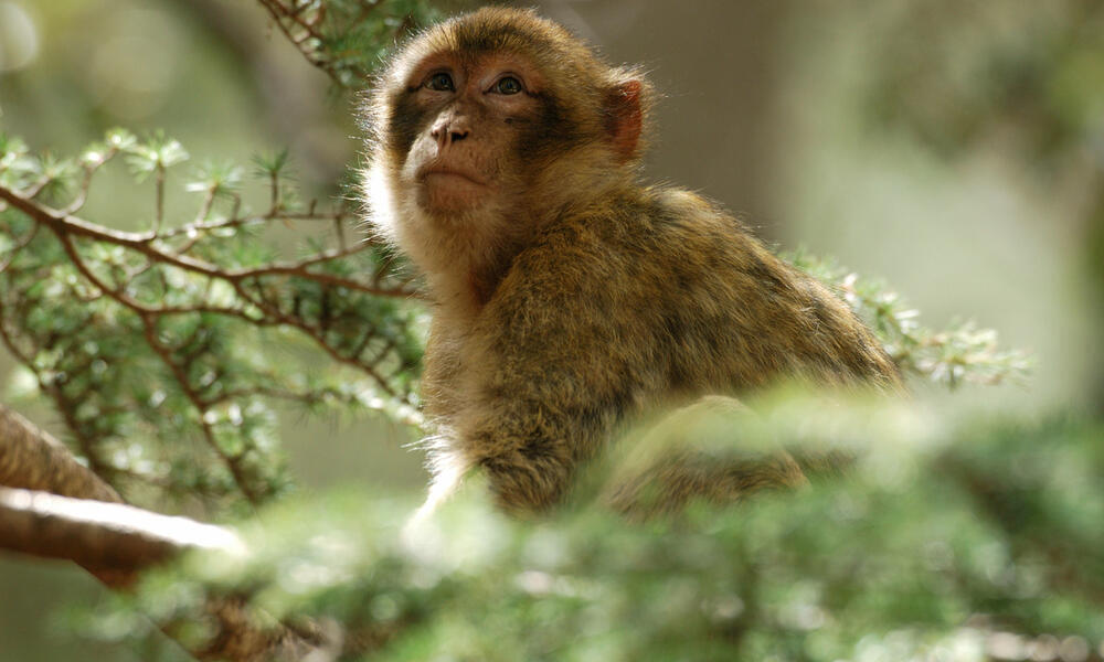 A barbary macaque sits in a tree looking up