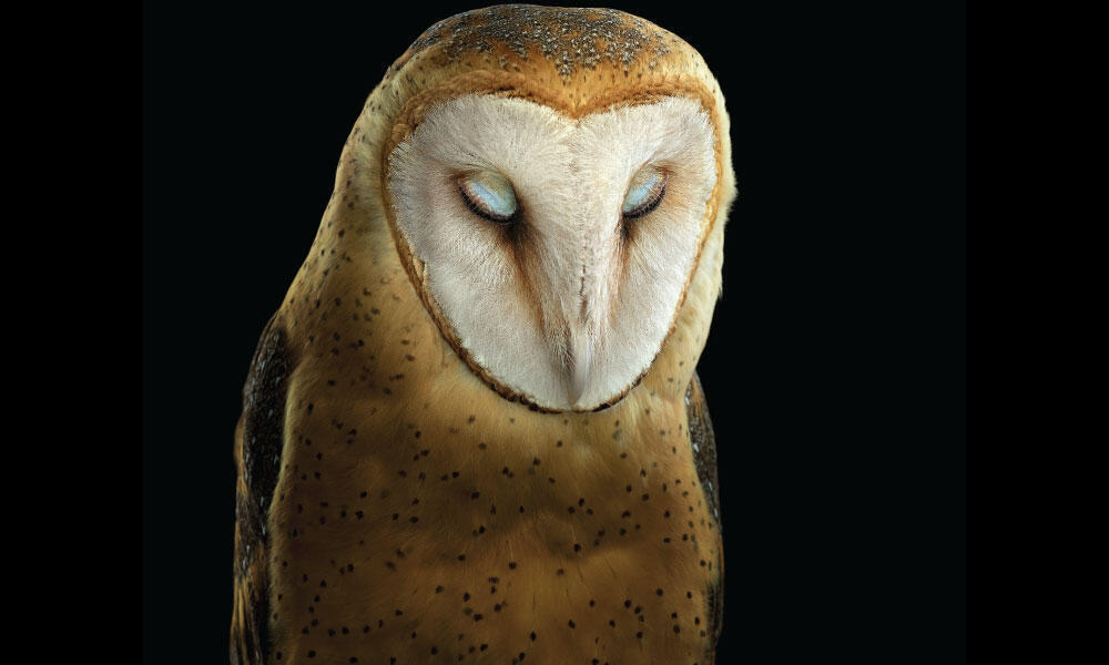 Barn Owl #1 by Brad Wilson