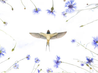 A photo of a barn swallow against a white sky, framed by flowers