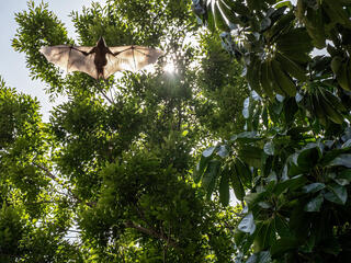 Bat flying in tree canopy
