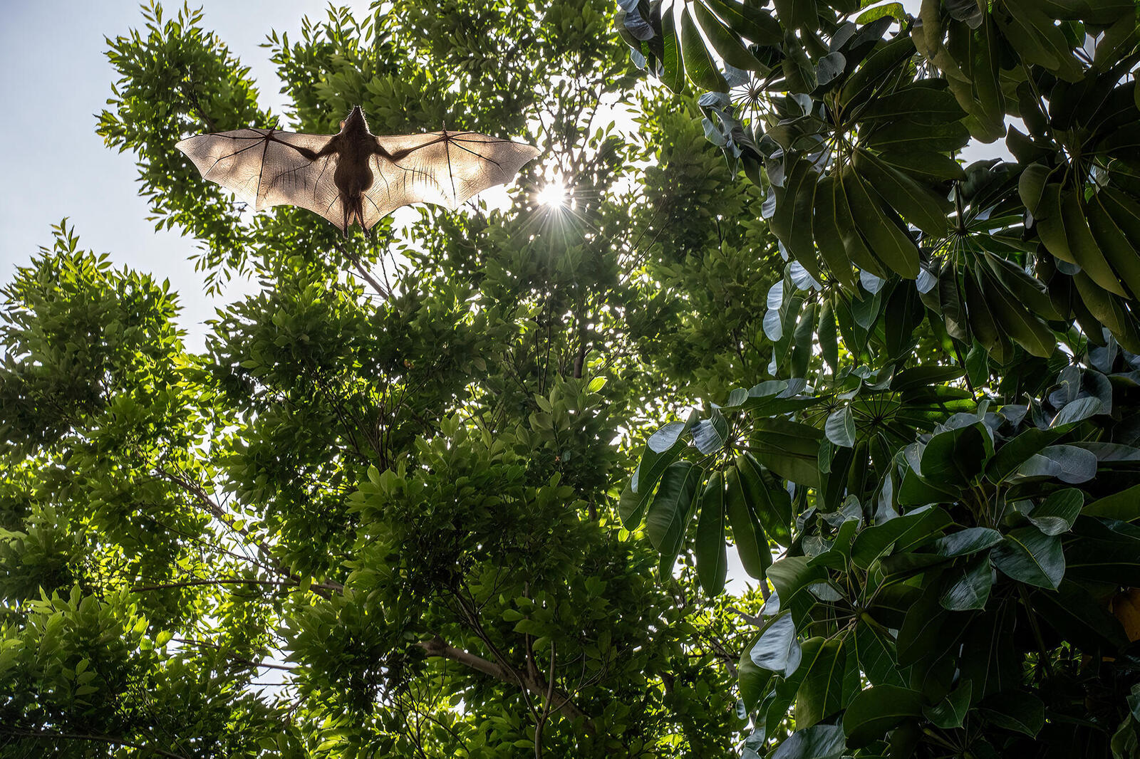 Bat flying in tree canopy
