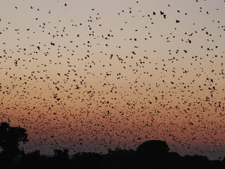 Bats flying in the evening