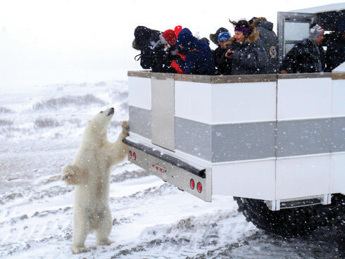 polar bear and truck
