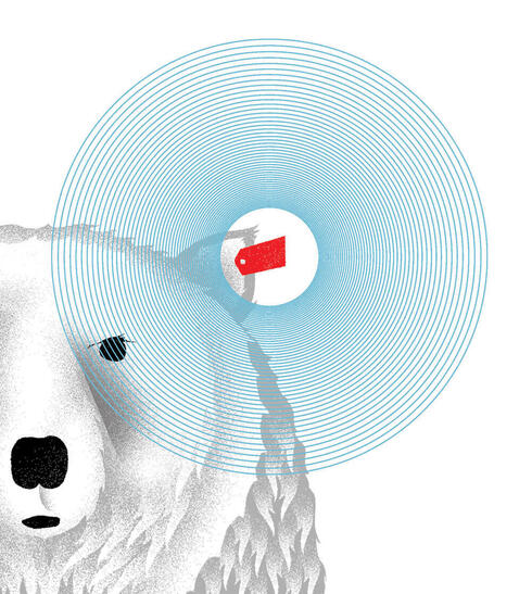 Graphic showing polar bear with ear tag