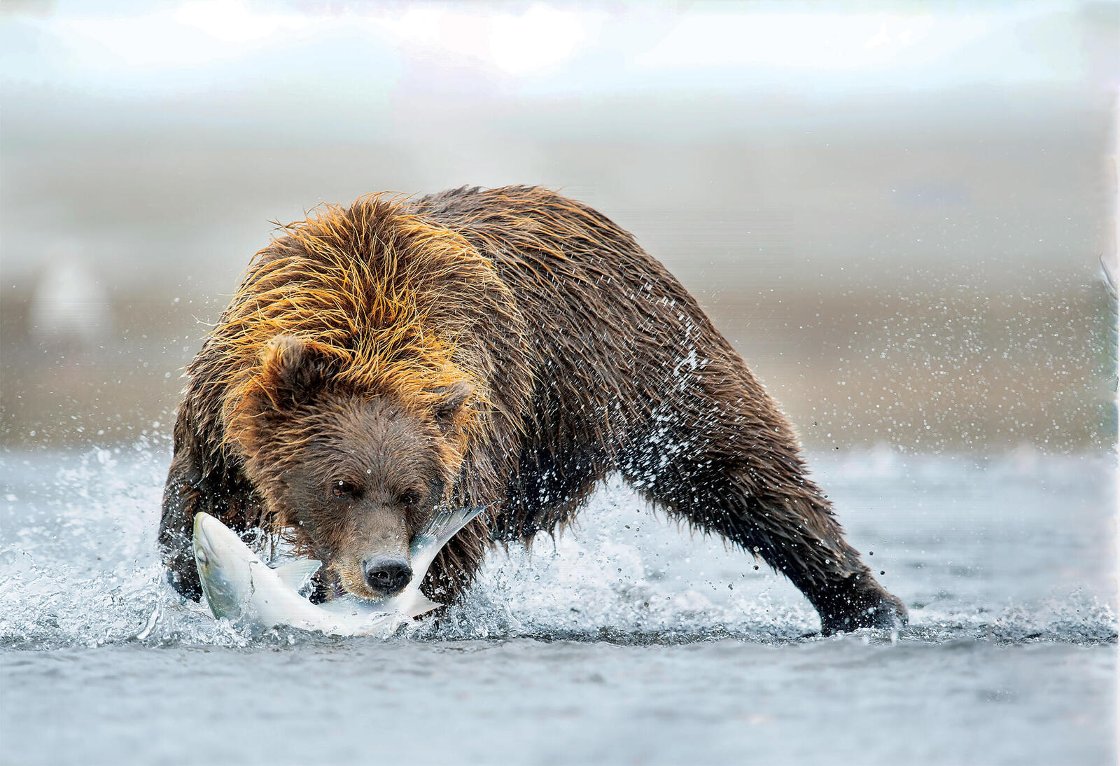 Bear catching salmon