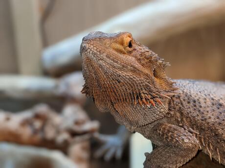 Front quarters of a bearded dragon, featuring the head