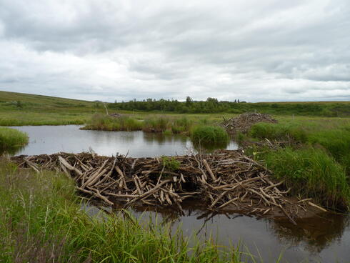A beaver dam blocks the flow of water in an area with tall green grass and mountains in the background