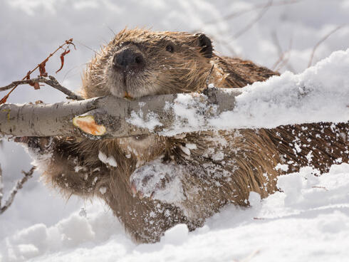 A beaver carries a snow-covered branch in its mouth