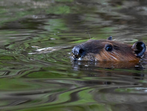 A beaver peeking his face out of water