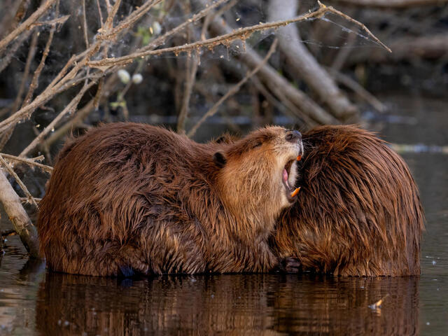 Two beavers side by side in shallow water, one beaver with mouth wide open