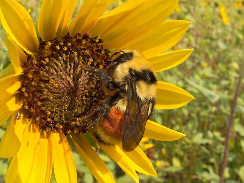Bee Pollinating Sunflower Farm Bill