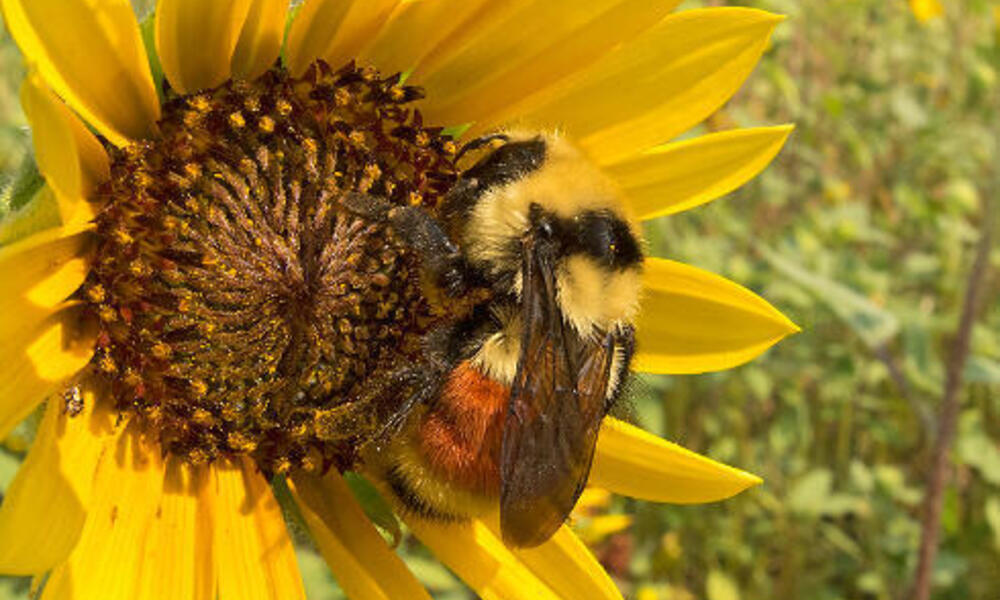 Bee Pollinating Sunflower Farm Bill