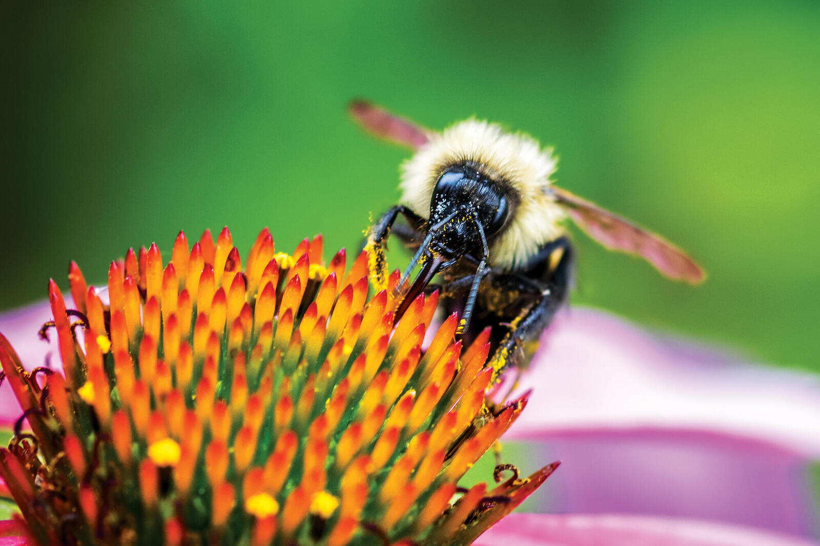 Great Plains Bumble Bee Atlas