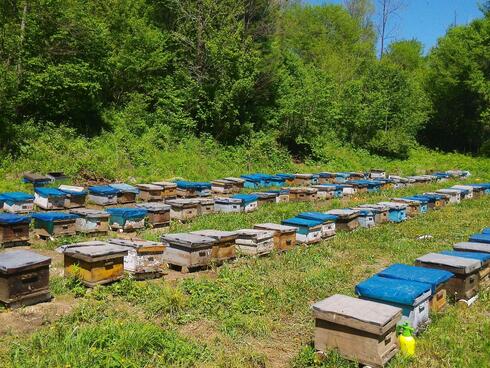 Rows of bee hives in green grass in China