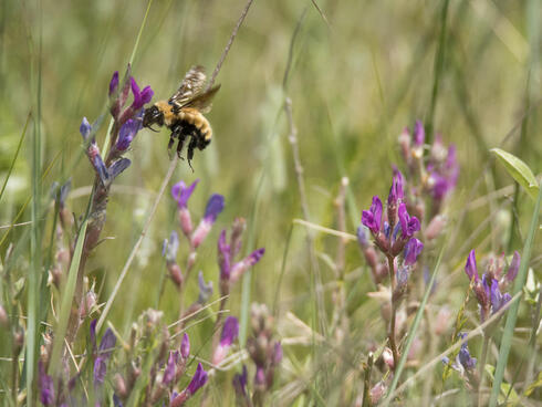 Yellow bumble bee in the grasslands of Nebraska