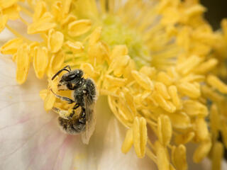 A close up of a bee clinging to a flower's stamen to collect pollen
