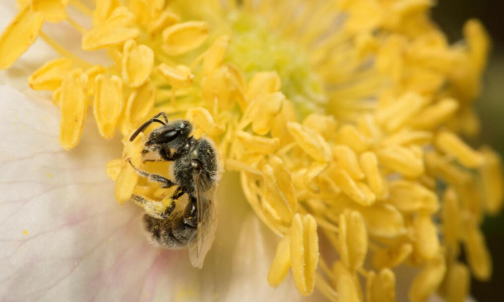 A close up of a bee clinging to a flower's stamen to collect pollen