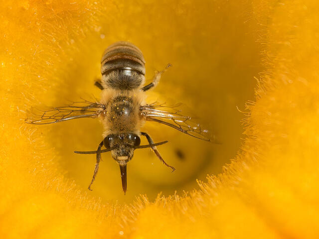 A closeup of a bee on a yellow flower
