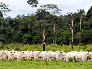 Herd of cattle (Bos taurus) in a pasture with a native forest in the background, in the region of Alta Floresta, state of Mato Grosso, Brazil.