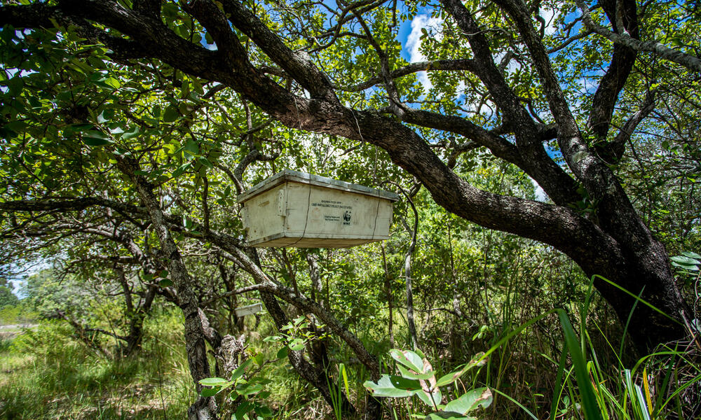 Behive hanging in trees
