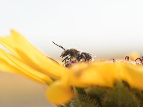 Bees sit on a yellow flower in a close-up