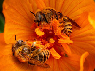 Two bees covered with pollen, resting on an orange flower
