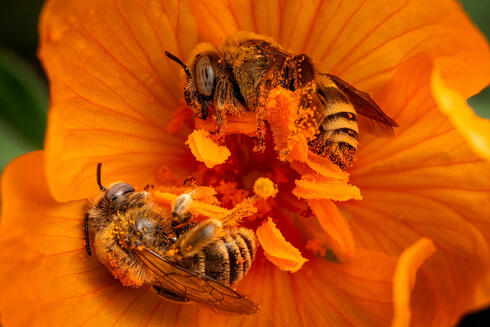 Two bees covered with pollen, resting on an orange flower