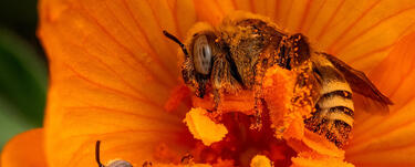 Two bees covered with pollen, resting on an orange flower