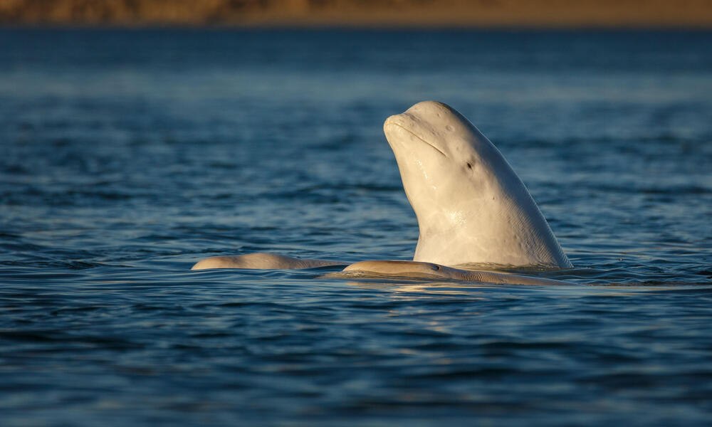 A beluga whale pops the upper half of its body out of the water