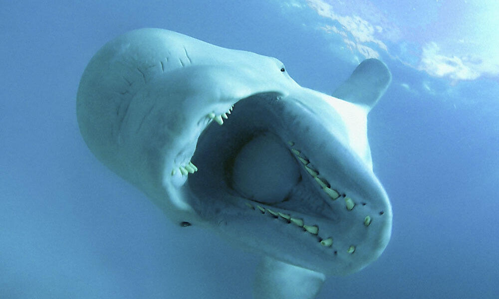 Ten Interesting Facts about Beluga Whales | Blog Posts | WWF
