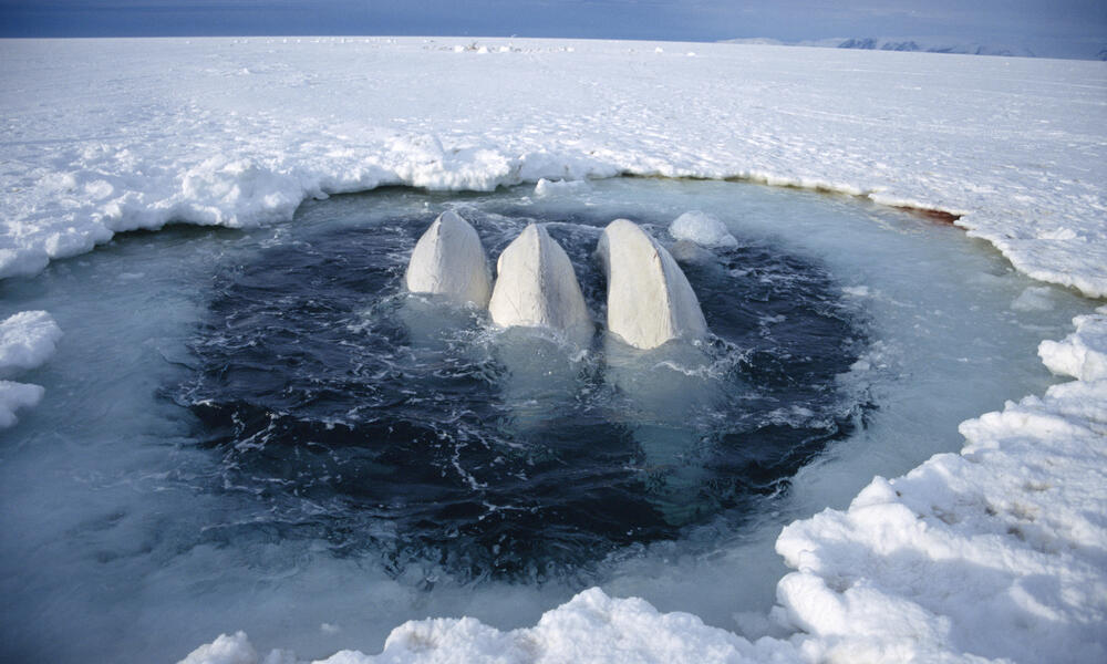 Public health warning as cat parasite spreads to Arctic beluga